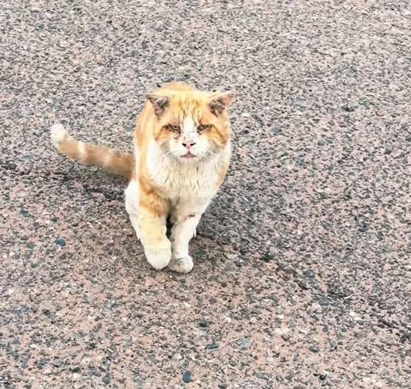 Gato rescatado caminando hacia el refugio
