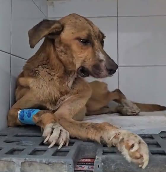Perrita rescatada recibiendo atención veterinaria