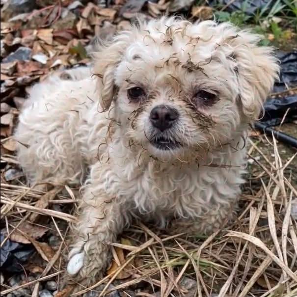 Perrito blanco rescatado en espera de atención