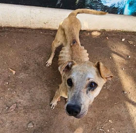 Perrito rescatado durante su recuperación