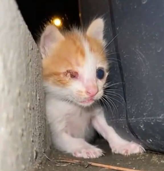 Gatito rescatado buscando un lugar seguro