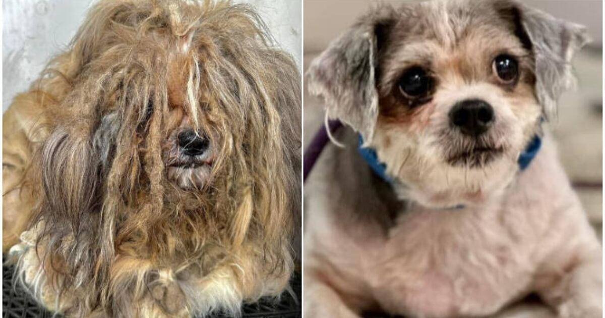Antes y después de un perrito rescatado y rehabilitado