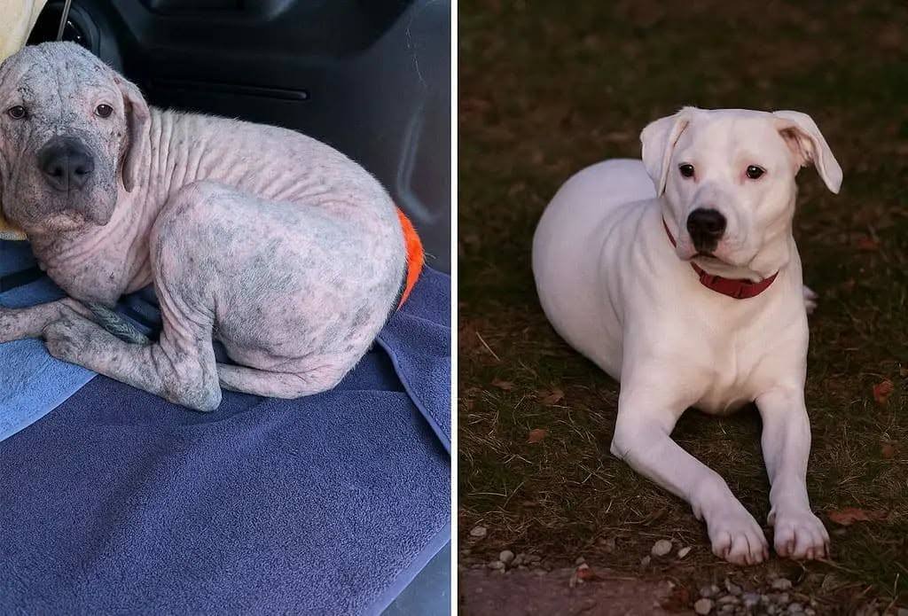 Recuperación de una perrita blanca rescatada