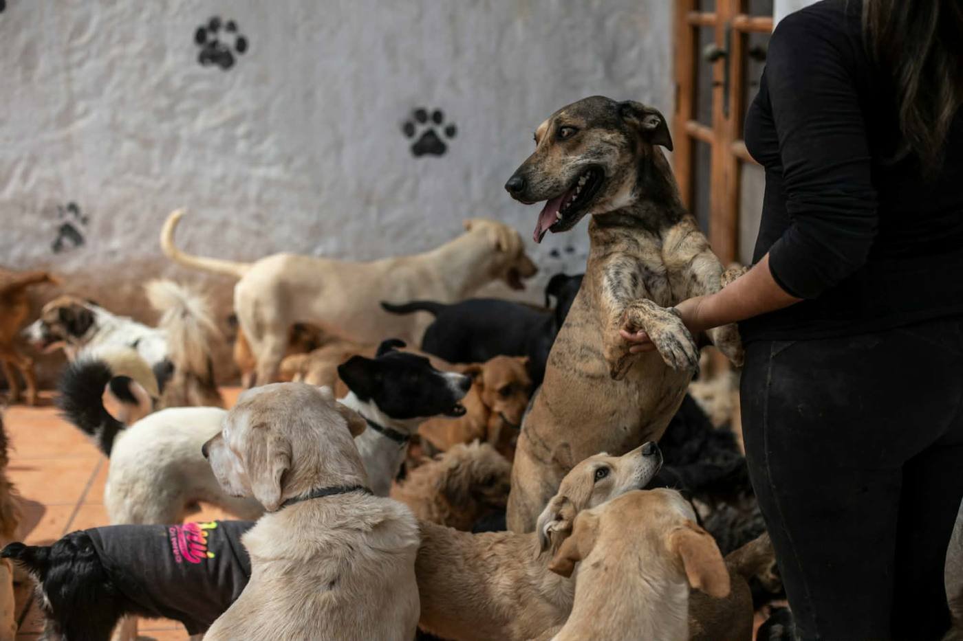 Perros rescatados conviviendo con su cuidadora en el refugio